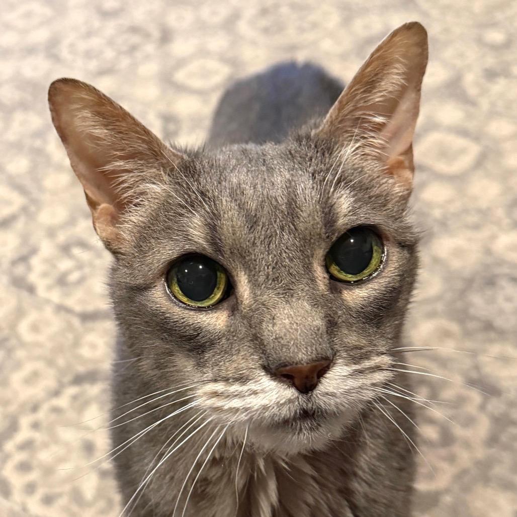 Tiger, a Adoptable Domestic Short Hair in Morgan Hill, CA image 2/2