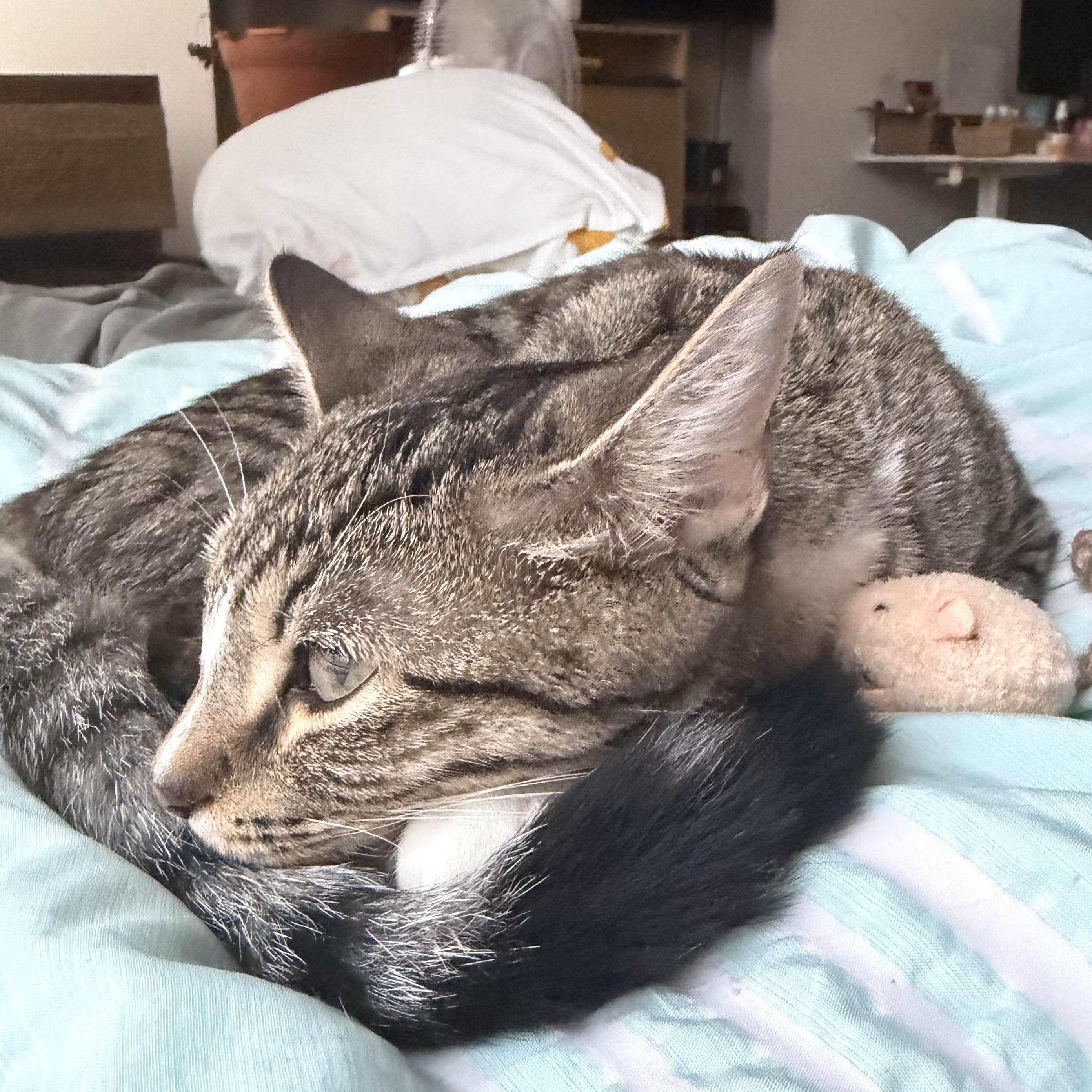 Enlarge Roxy, a Adoptable Domestic Short Hair in Philadelphia, PA image 6/6