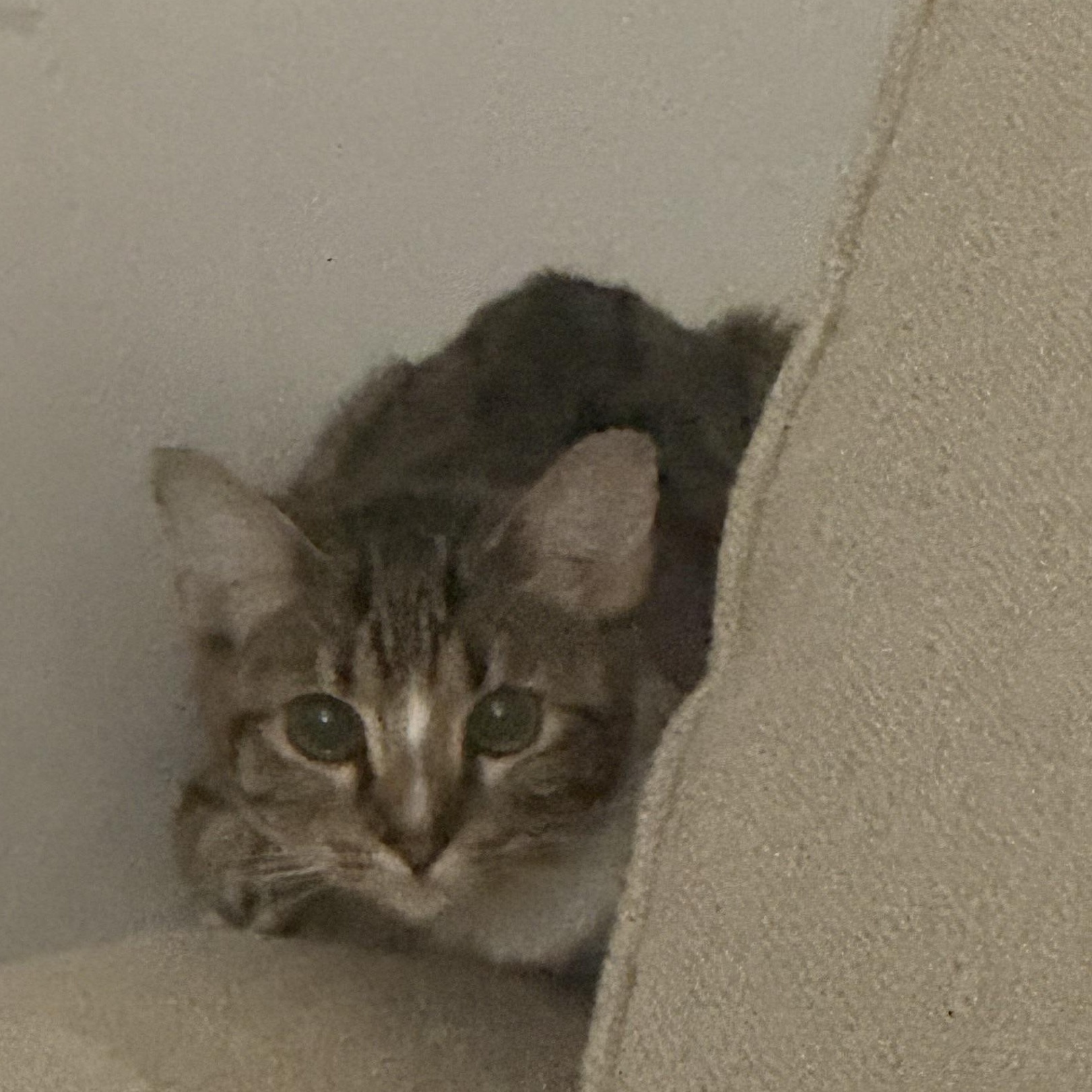Enlarge Roxy, a Adoptable Domestic Short Hair in Philadelphia, PA image 5/6