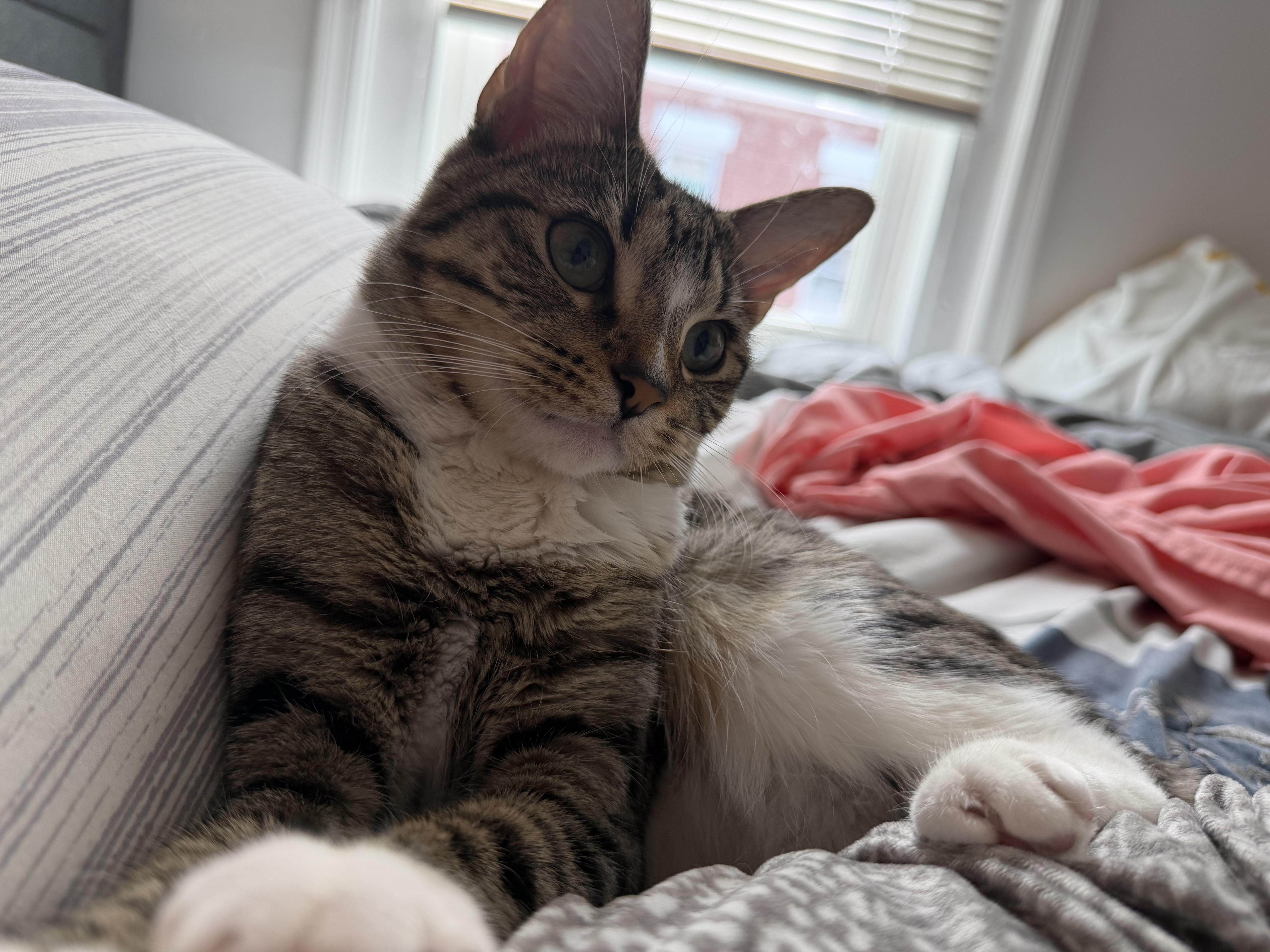 Enlarge Roxy, a Adoptable Domestic Short Hair in Philadelphia, PA image 2/6