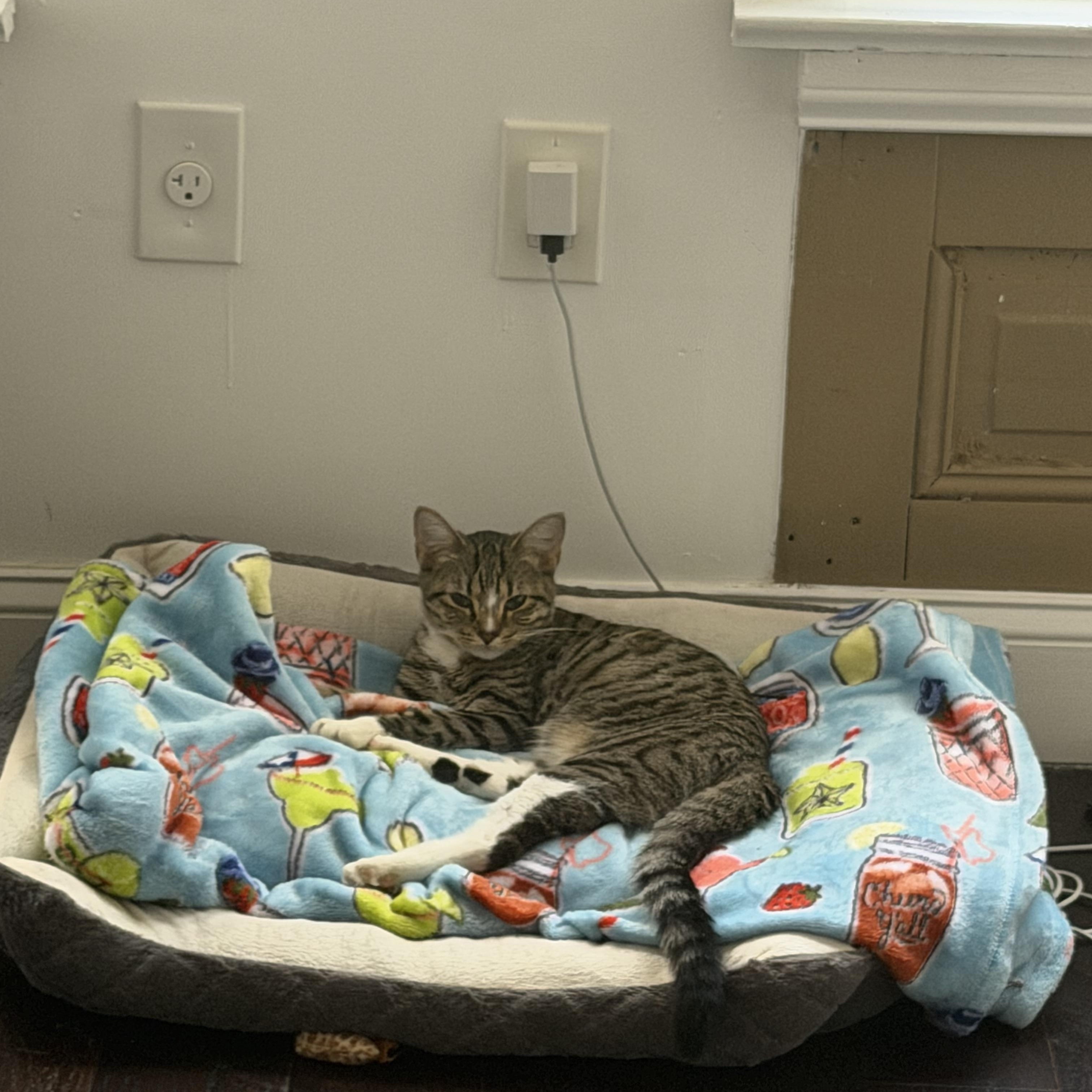 Enlarge Roxy, a ADOPTABLE Domestic Short Hair in Philadelphia, PA image 4/6