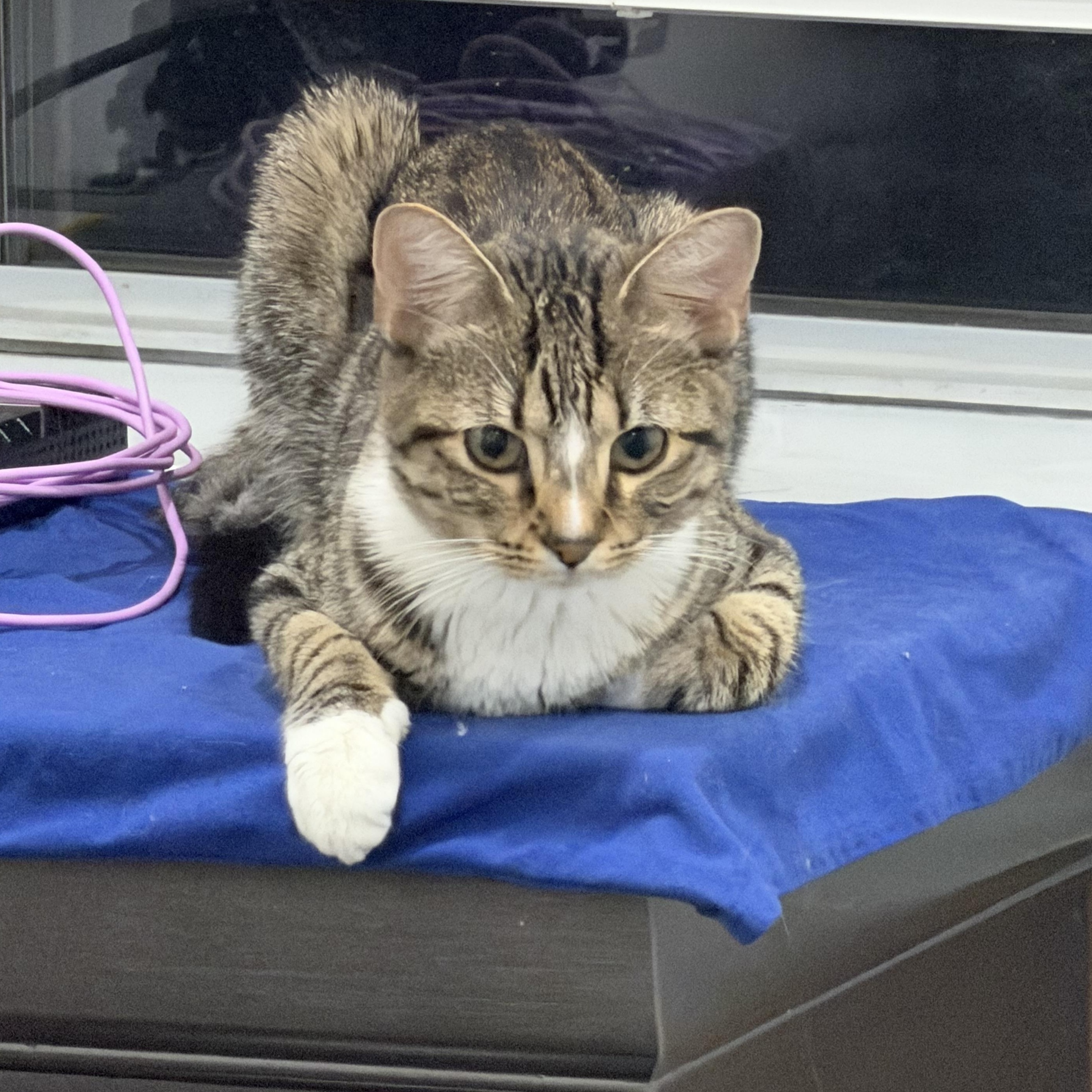 Roxy, ADOPTABLE, Young Female Domestic Short Hair.