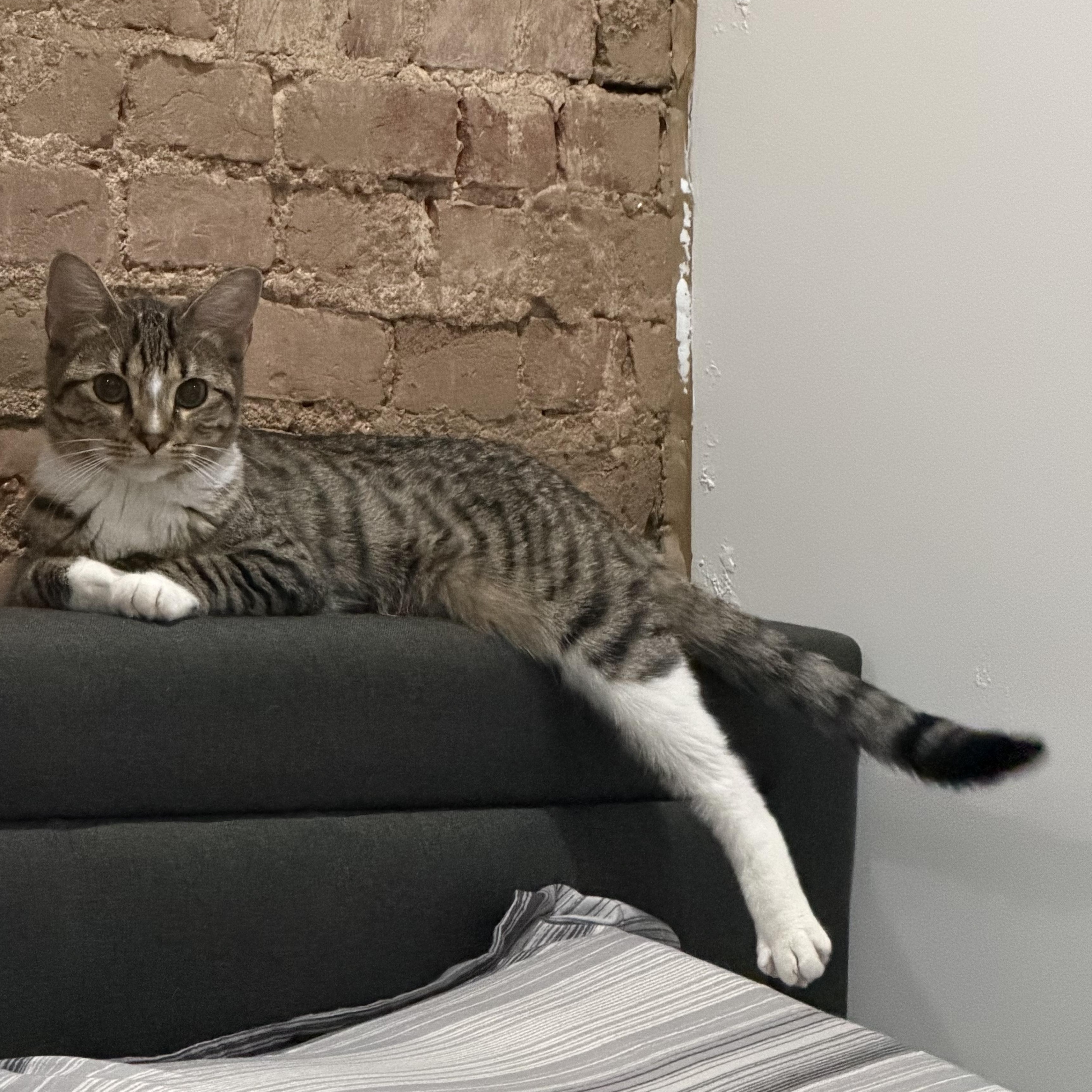 Enlarge Roxy, a Adoptable Domestic Short Hair in Philadelphia, PA image 1/6