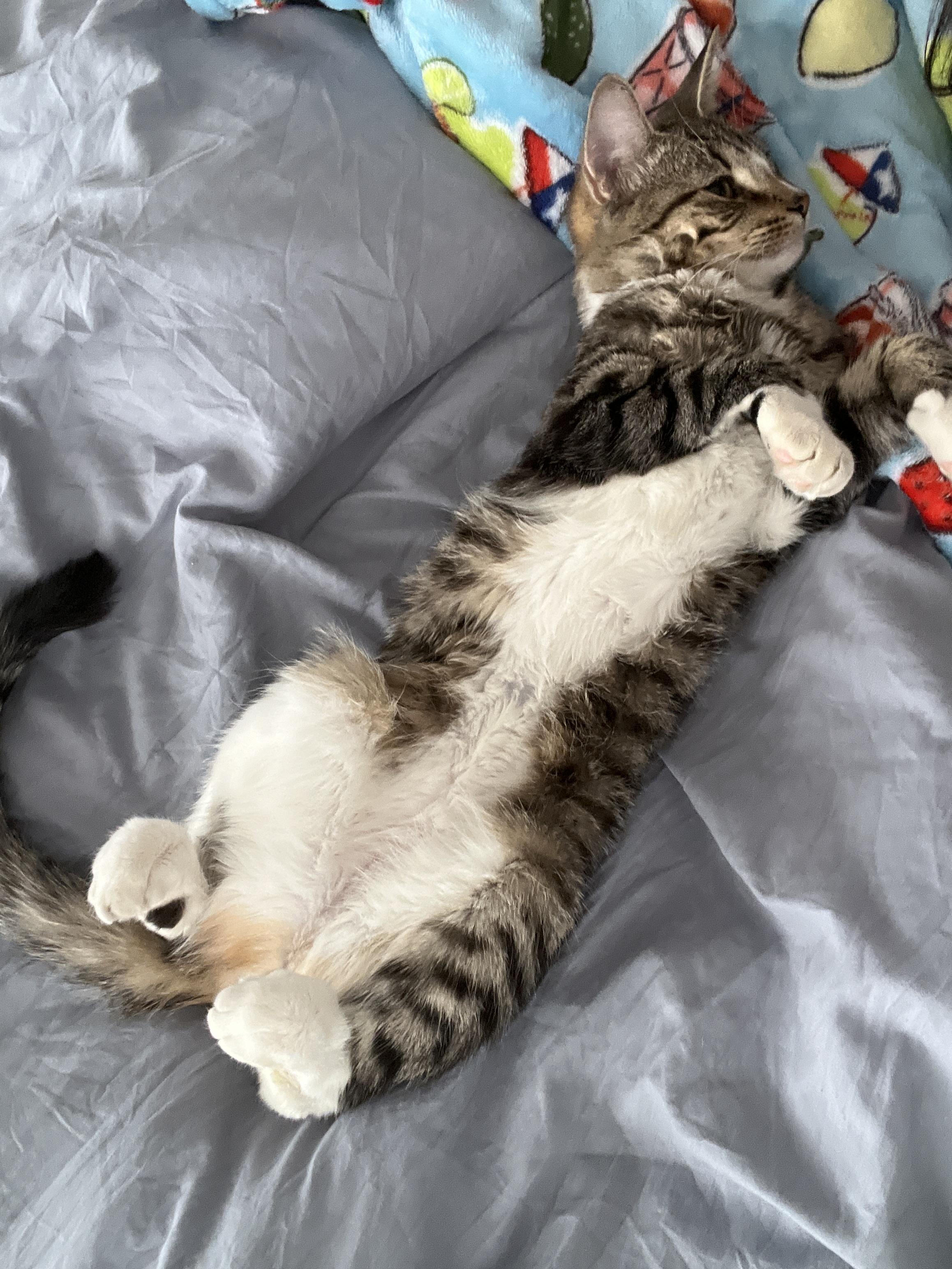 Enlarge Roxy, a ADOPTABLE Domestic Short Hair in Philadelphia, PA image 5/6