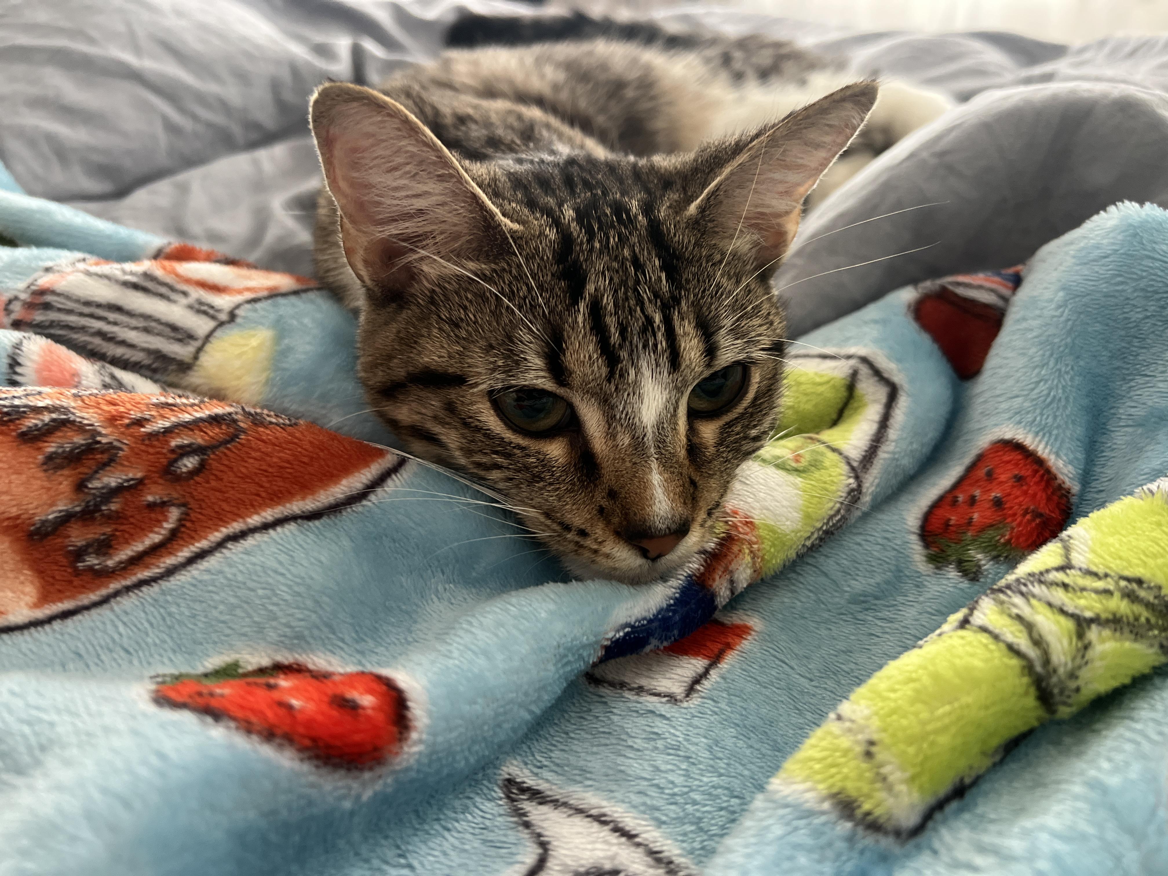 Enlarge Roxy, a ADOPTABLE Domestic Short Hair in Philadelphia, PA image 6/6
