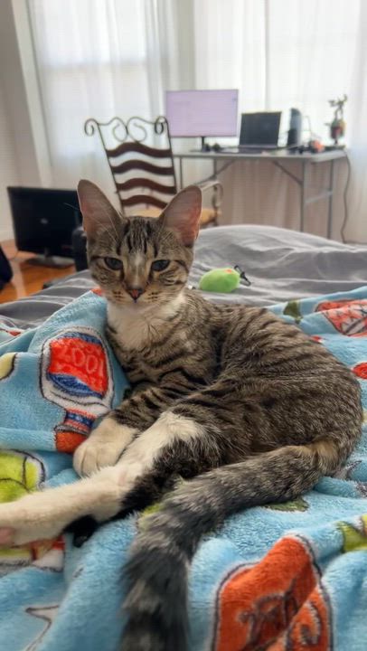 Enlarge Roxy, a ADOPTABLE Domestic Short Hair in Philadelphia, PA video 3/6