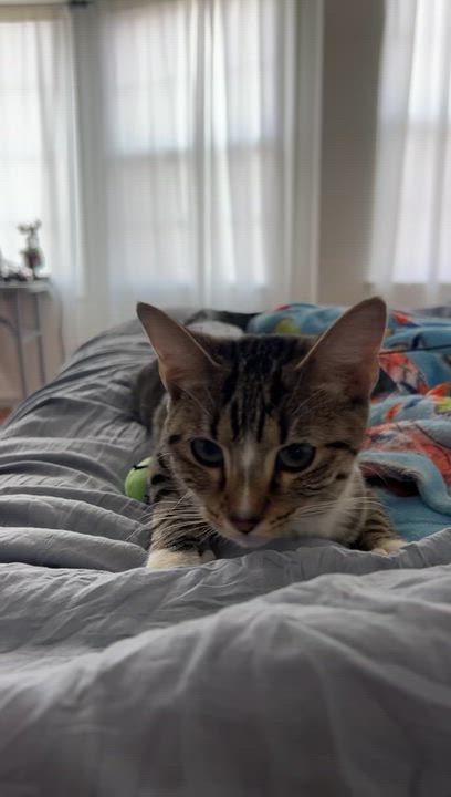 Enlarge Roxy, a ADOPTABLE Domestic Short Hair in Philadelphia, PA video 2/6