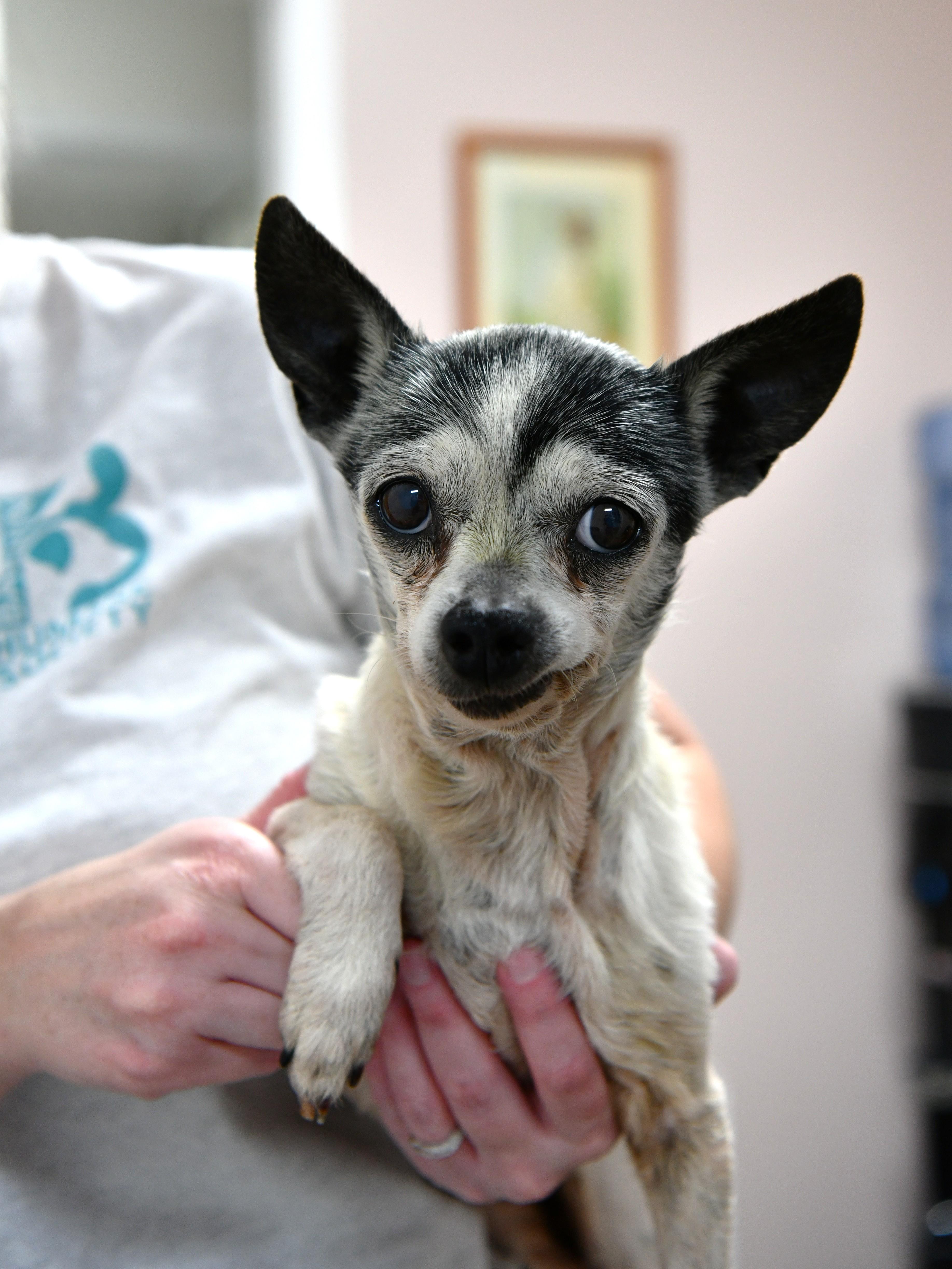 Aunt May, a ADOPTABLE Chihuahua in Fairhope, AL image 4/4