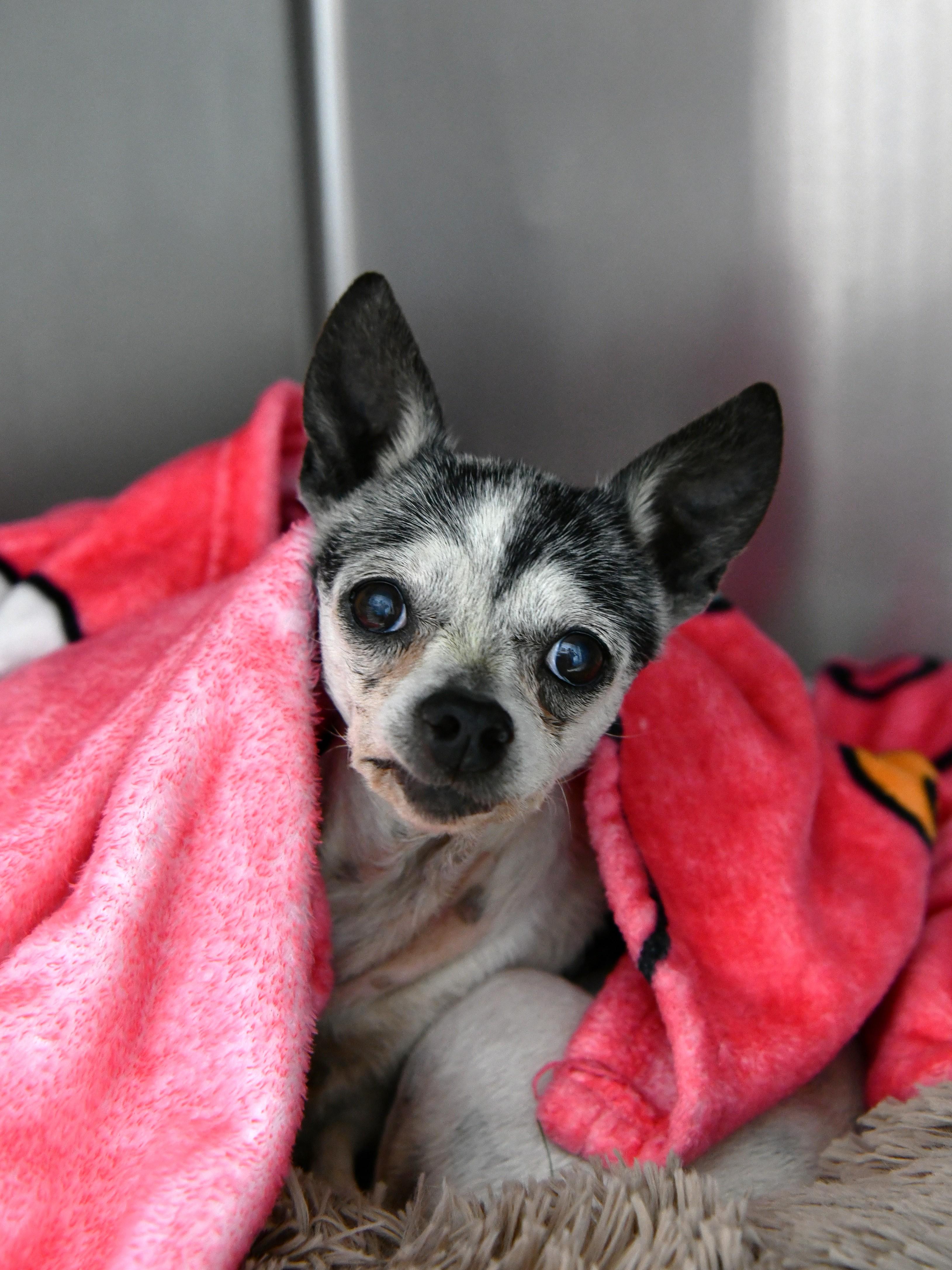 Aunt May, a ADOPTABLE Chihuahua in Fairhope, AL image 3/4