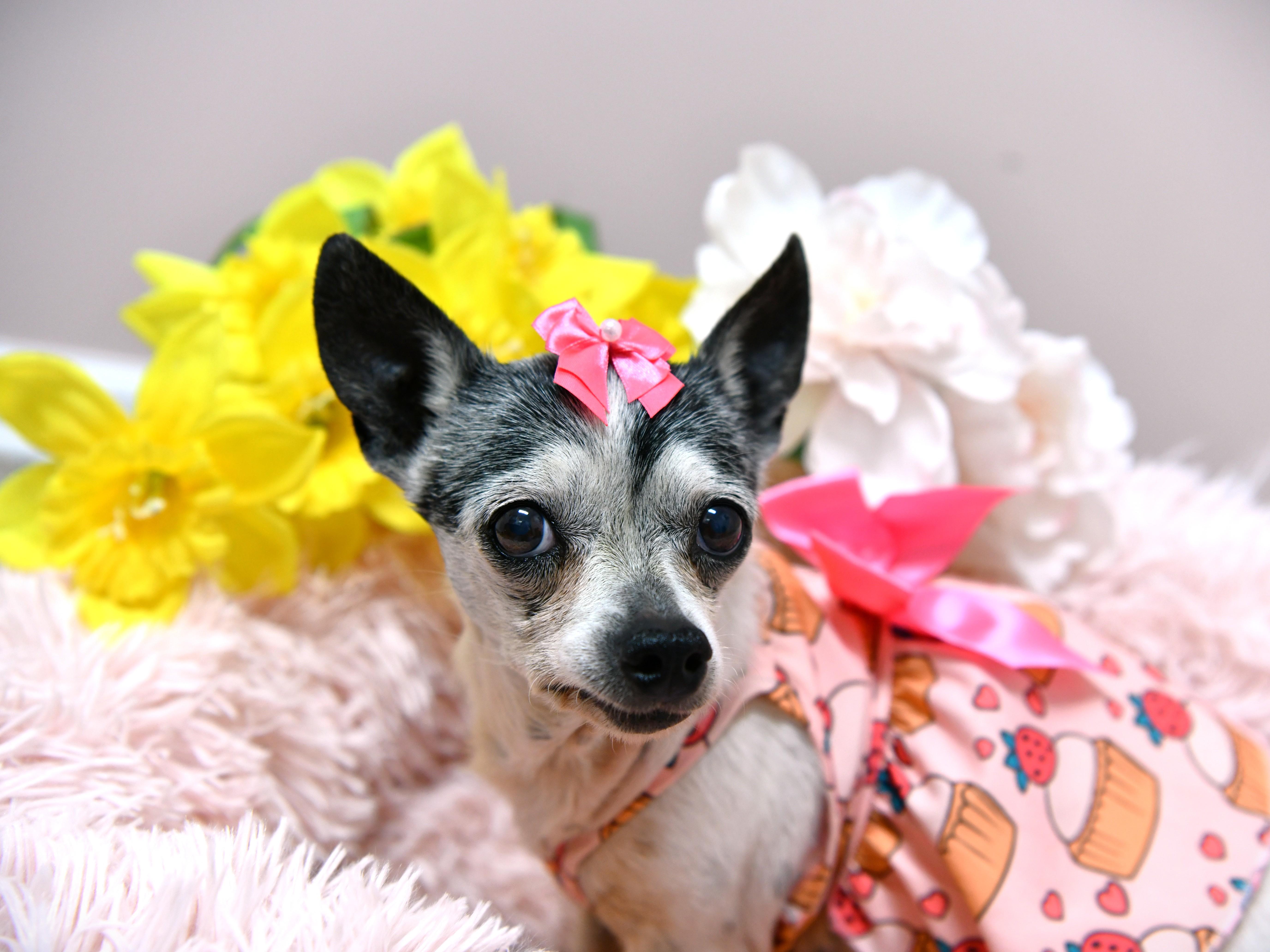 Aunt May, a ADOPTABLE Chihuahua in Fairhope, AL image 1/4