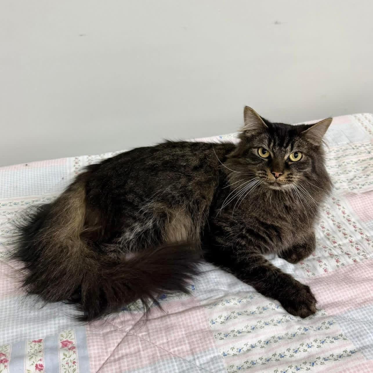 Enlarge Frosty , an adopted Domestic Long Hair in Hartville, OH image 3/3