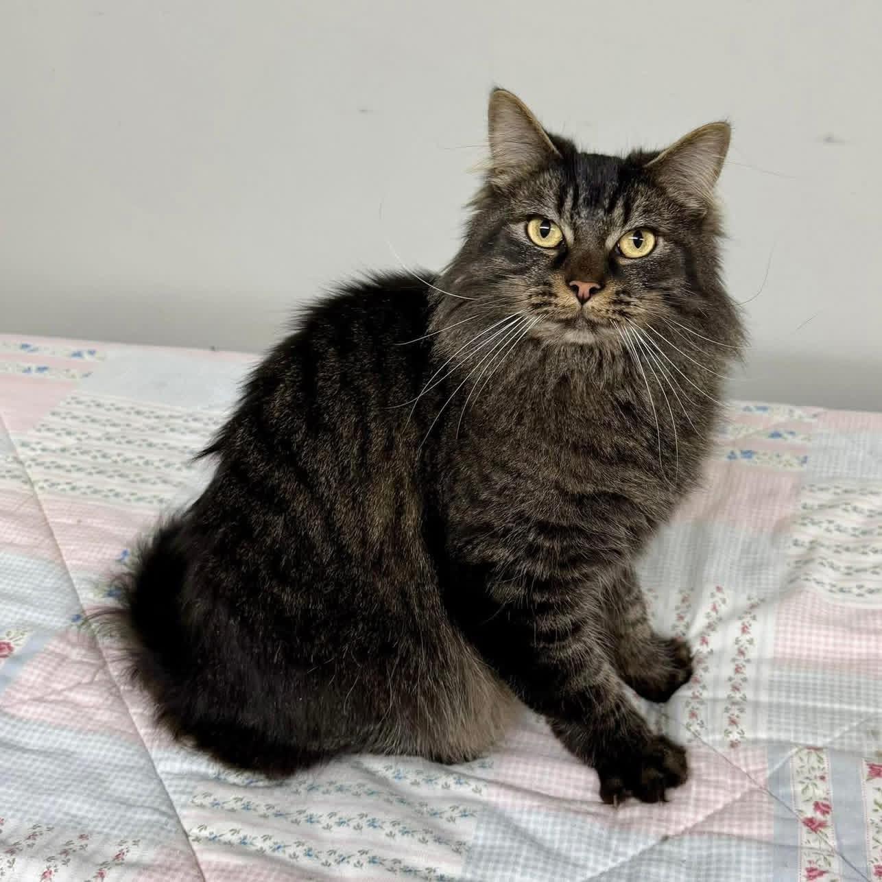 Enlarge Frosty , an adopted Domestic Long Hair in Hartville, OH image 1/3