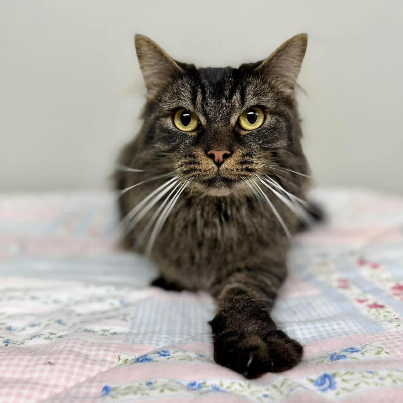 Enlarge Frosty , an adopted Domestic Long Hair in Hartville, OH image 2/3