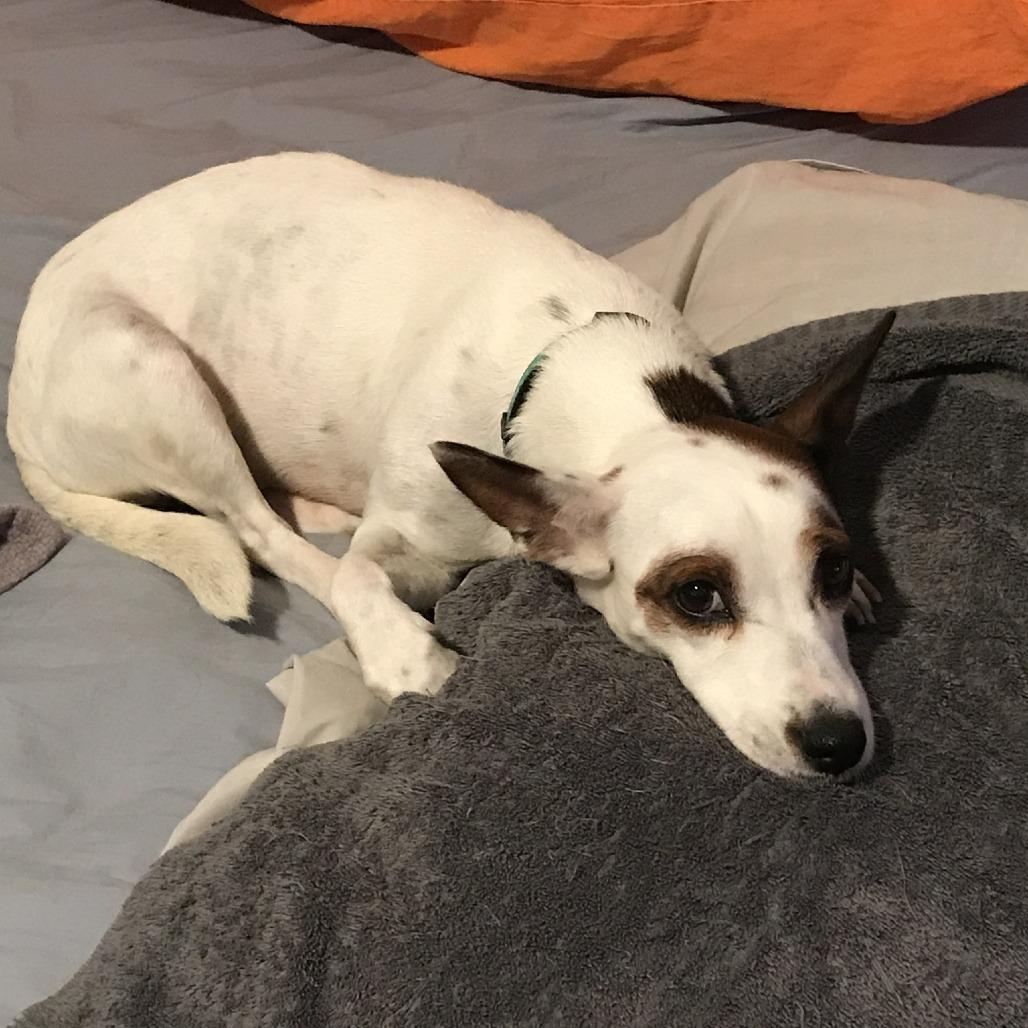 Noelle, a Adoptable Jack Russell Terrier in Long Beach, NY image 1/4