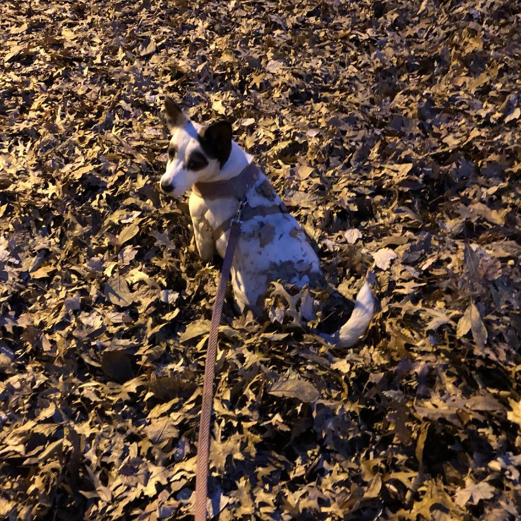 Noelle, a Adoptable Jack Russell Terrier in Long Beach, NY image 2/4