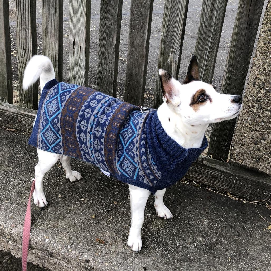 Noelle, a Adoptable Jack Russell Terrier in Long Beach, NY image 3/4