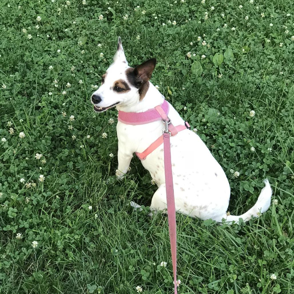 Noelle, a Adoptable Jack Russell Terrier in Long Beach, NY image 4/4