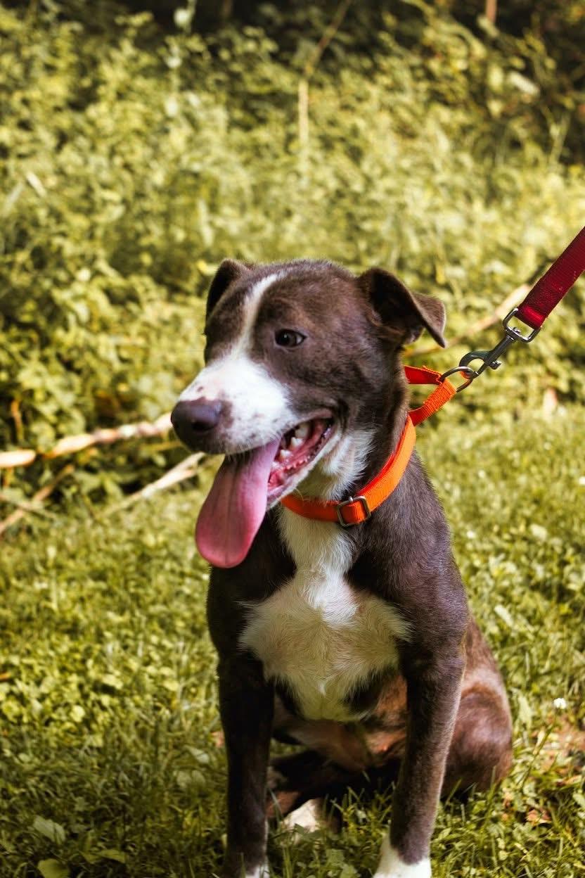 Cinder, a Adoptable mixed breed in Grafton, WV image 2/4