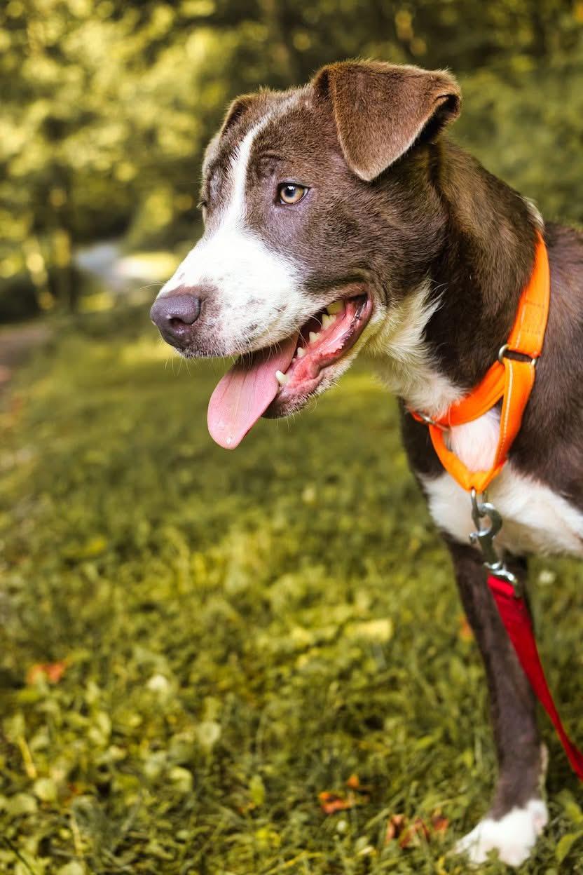 Cinder, a Adoptable mixed breed in Grafton, WV image 4/4