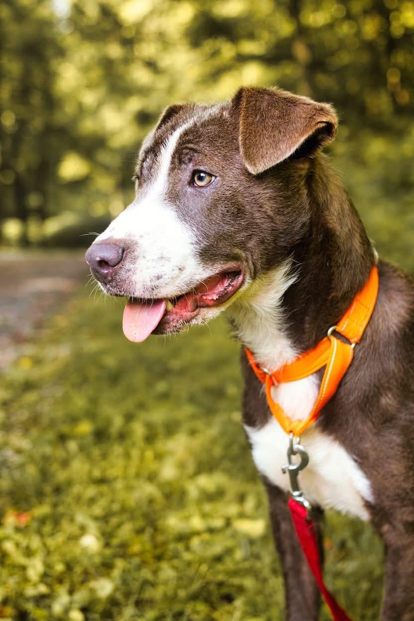 Cinder, Adoptable, Puppy Female Pit Bull Terrier.