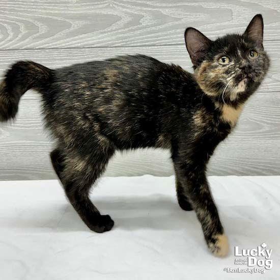 Enlarge Reese Cup, a Adopted Domestic Short Hair in Washington, DC image 1/3