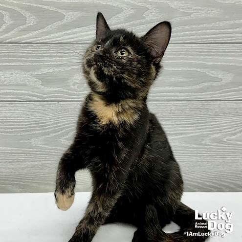 Enlarge Reese Cup, a Adopted Domestic Short Hair in Washington, DC image 2/3