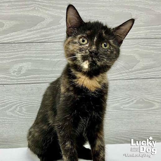 Enlarge Reese Cup, a Adopted Domestic Short Hair in Washington, DC image 3/3