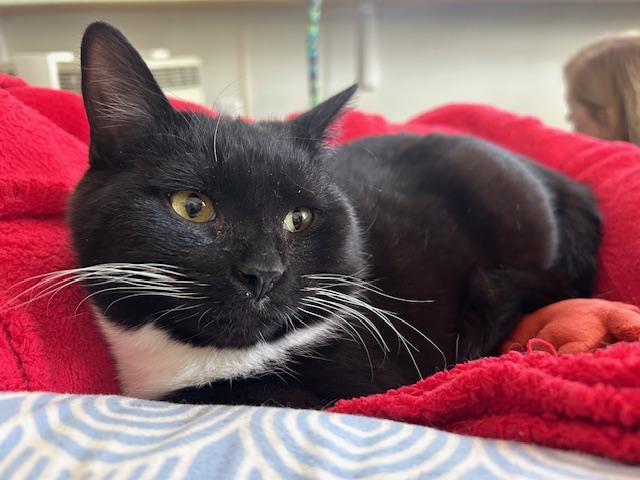 Enlarge Sutton, a ADOPTABLE Domestic Short Hair in Ashland, OH image 2/5