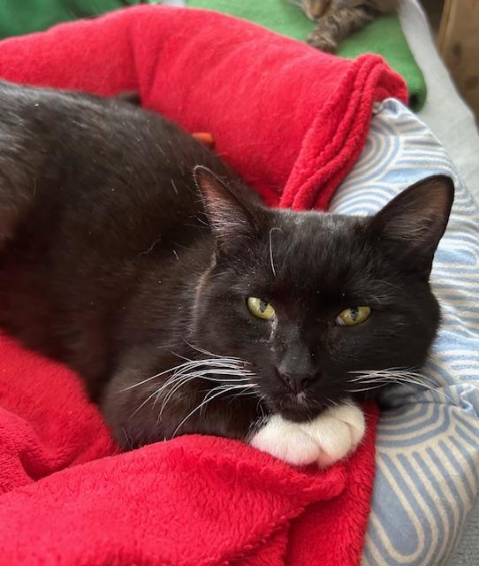 Enlarge Sutton, a ADOPTABLE Domestic Short Hair in Ashland, OH image 3/5