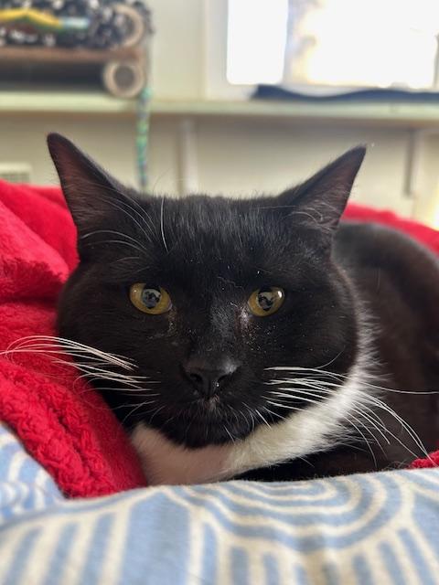 Enlarge Sutton, a ADOPTABLE Domestic Short Hair in Ashland, OH image 4/5