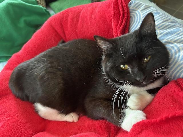 Enlarge Sutton, a ADOPTABLE Domestic Short Hair in Ashland, OH image 5/5