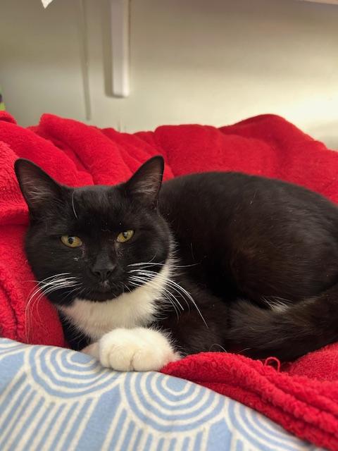 Enlarge Sutton, a ADOPTABLE Domestic Short Hair in Ashland, OH image 1/5