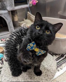 Jimmy Leggs, a Adoptable Domestic Short Hair in Sterling, VA image 1/3