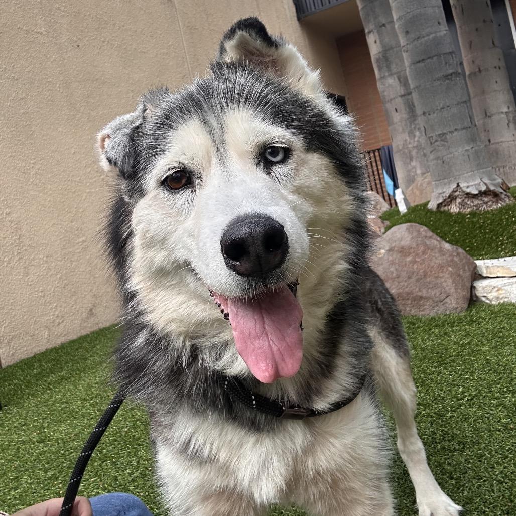 Enlarge Sandra, a Adoptable mixed breed in Long Beach, CA image 1/3