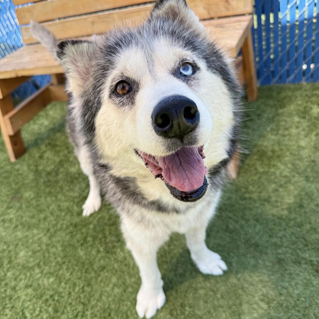 Enlarge Sandra, a Adoptable mixed breed in Long Beach, CA image 2/3
