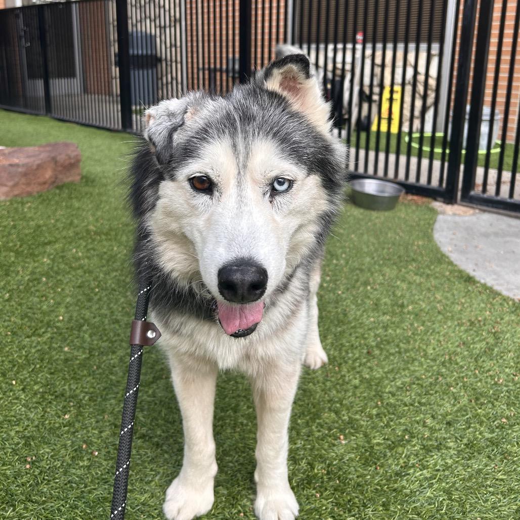 Enlarge Sandra, a Adoptable mixed breed in Long Beach, CA image 3/3