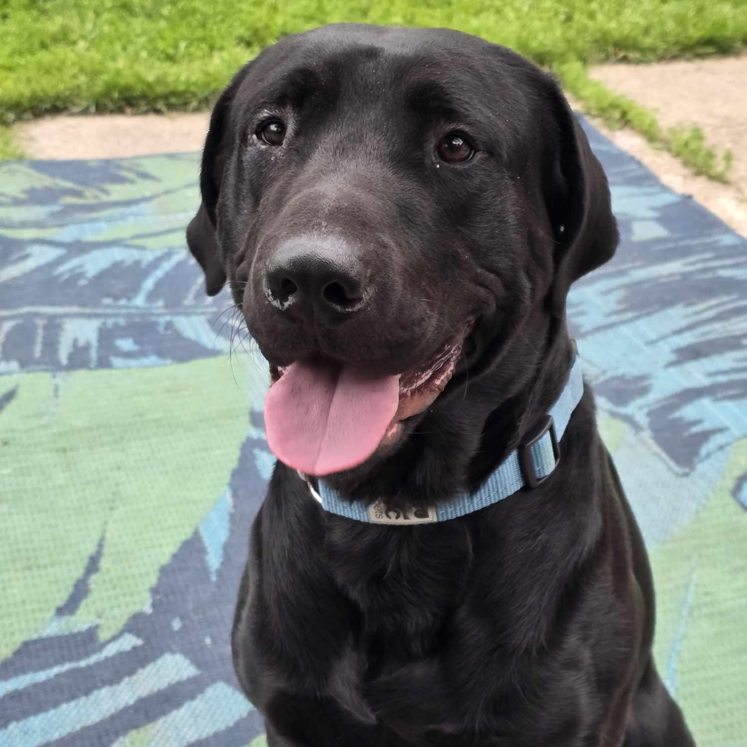 Renegade, Adoptable, Adult Male Labrador Retriever.