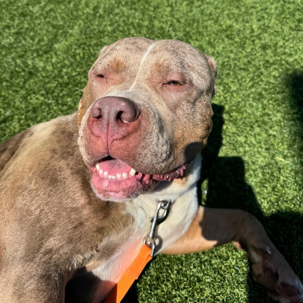 Sonia, Adoptable, Adult Female Mixed Breed.