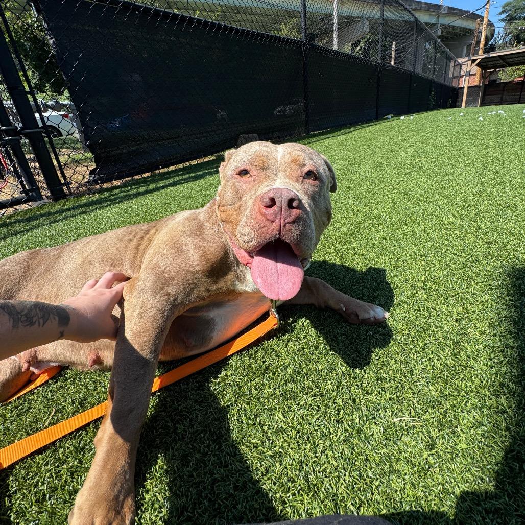 Sonia, a Adoptable Mixed Breed in Pittsburgh, PA image 2/6