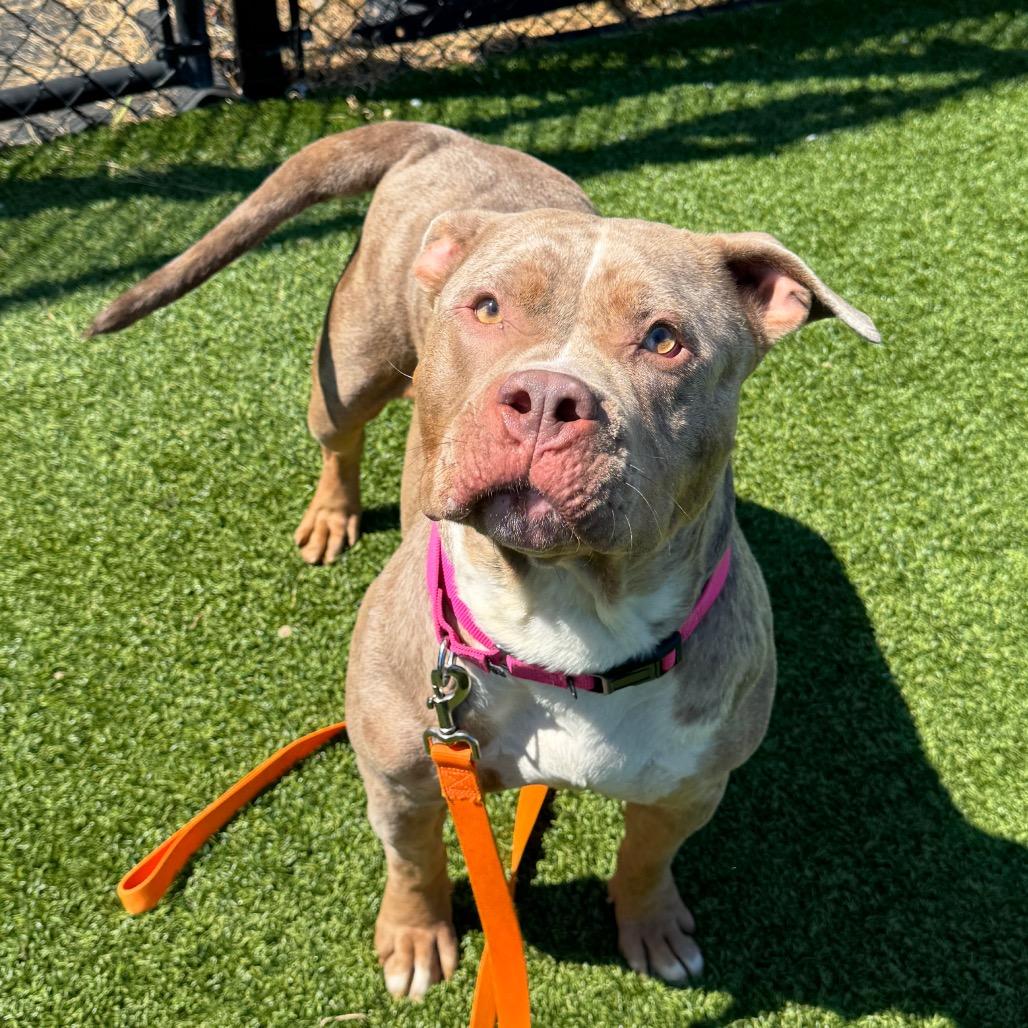 Sonia, a Adoptable Mixed Breed in Pittsburgh, PA image 3/6