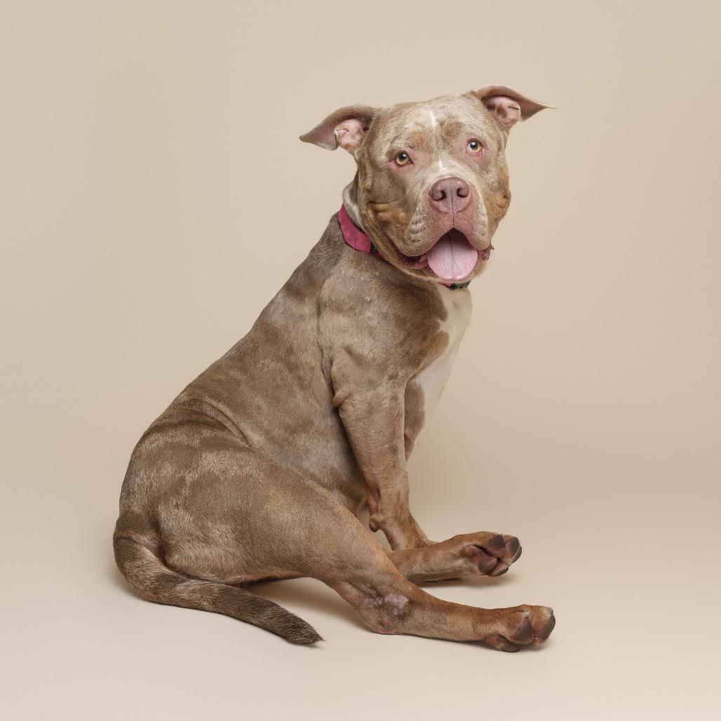 Sonia, a Adoptable Mixed Breed in Pittsburgh, PA image 4/6