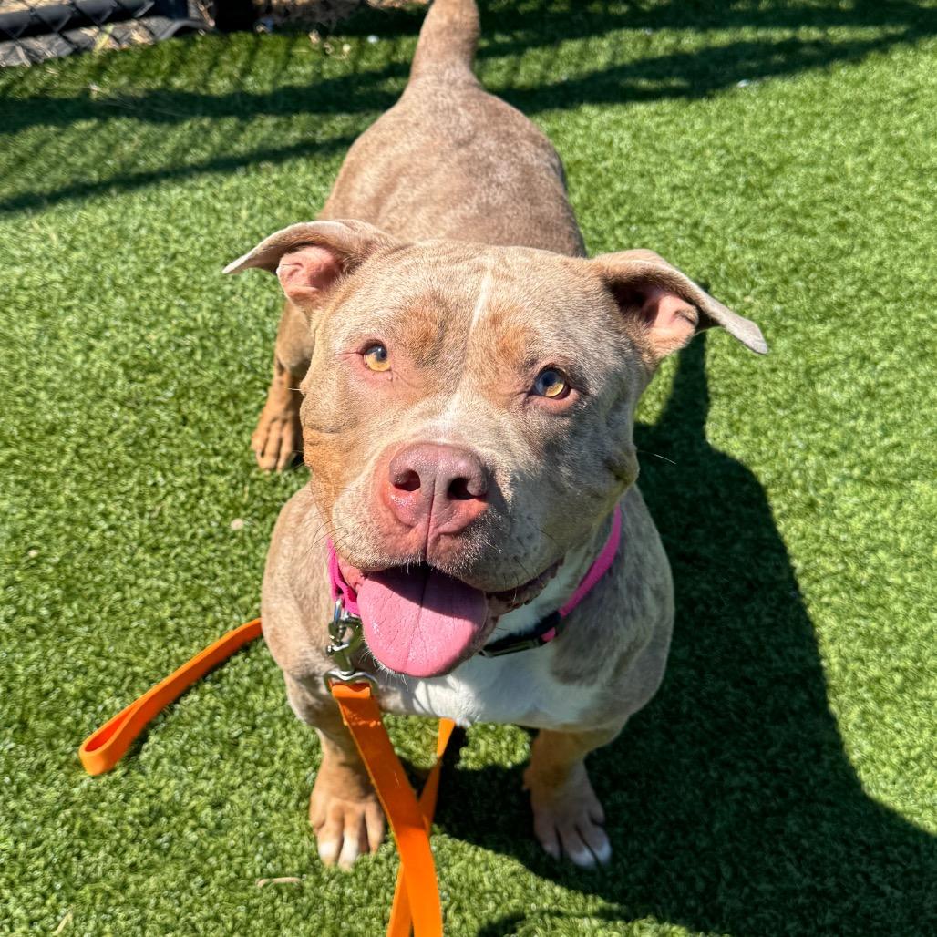 Sonia, a Adoptable Mixed Breed in Pittsburgh, PA image 5/6