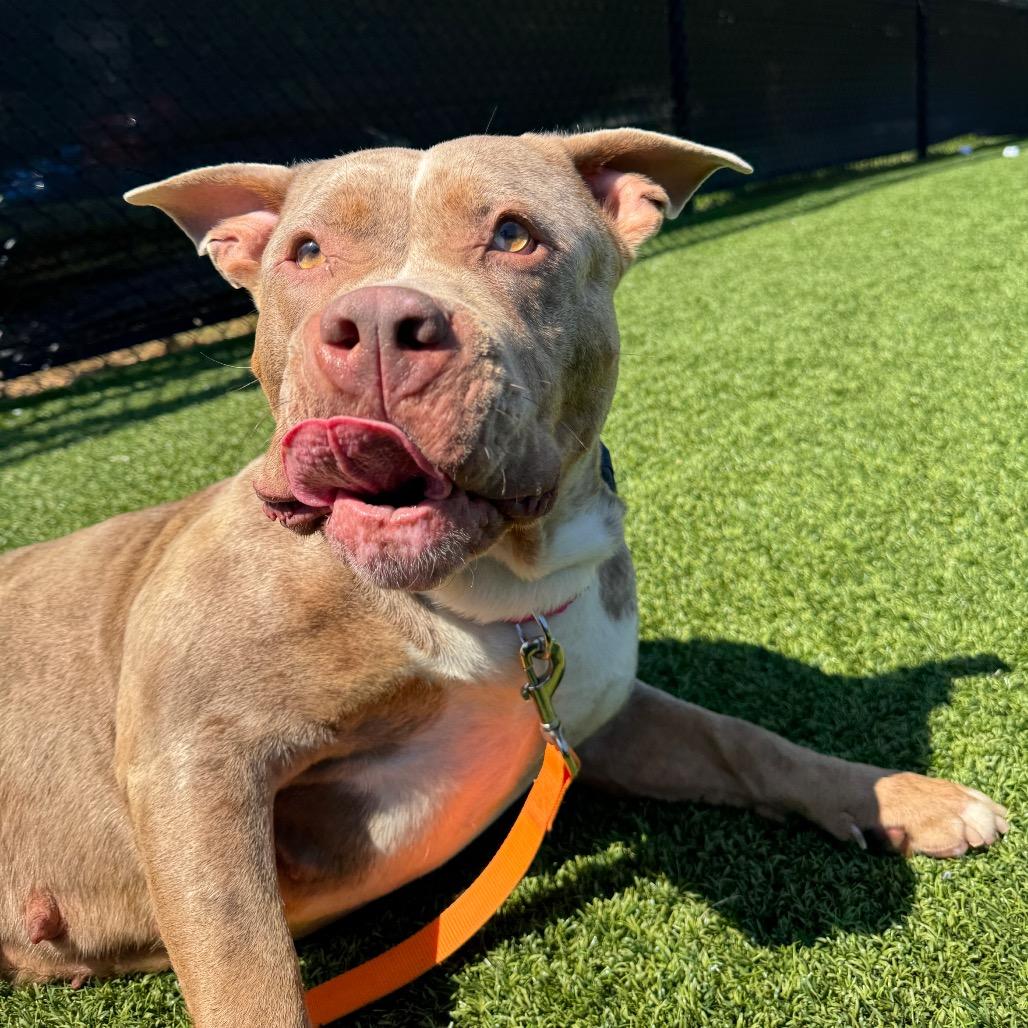 Sonia, a Adoptable Mixed Breed in Pittsburgh, PA image 6/6