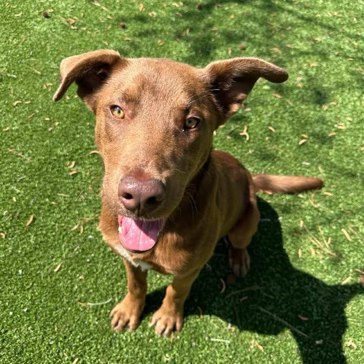 Nutella, ADOPTABLE, Young Male Chocolate Labrador Retriever.