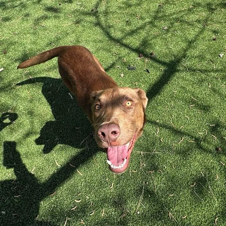 Enlarge Nutella, a ADOPTABLE mixed breed in Wilmington, NC image 3/4