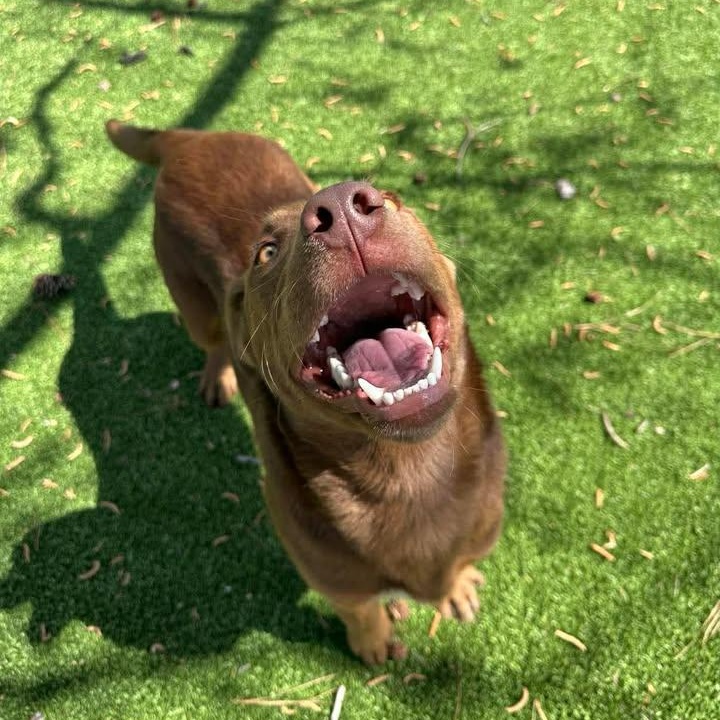 Enlarge Nutella, a ADOPTABLE mixed breed in Wilmington, NC image 4/4