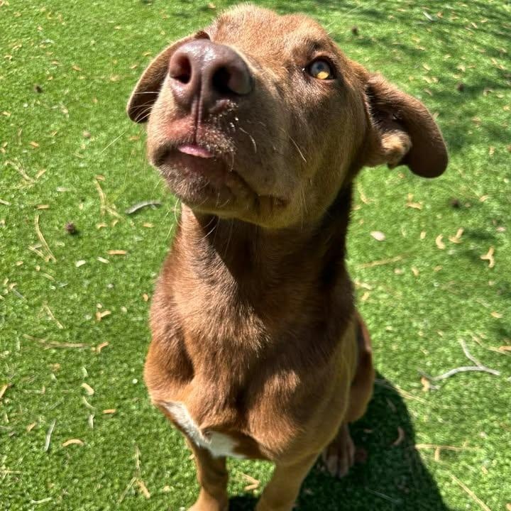 Enlarge Nutella, a ADOPTABLE mixed breed in Wilmington, NC image 2/4