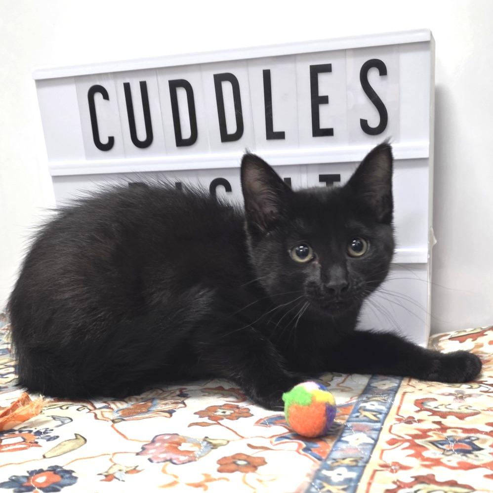 Styx, Adoptable, Kitten Female Domestic Short Hair.