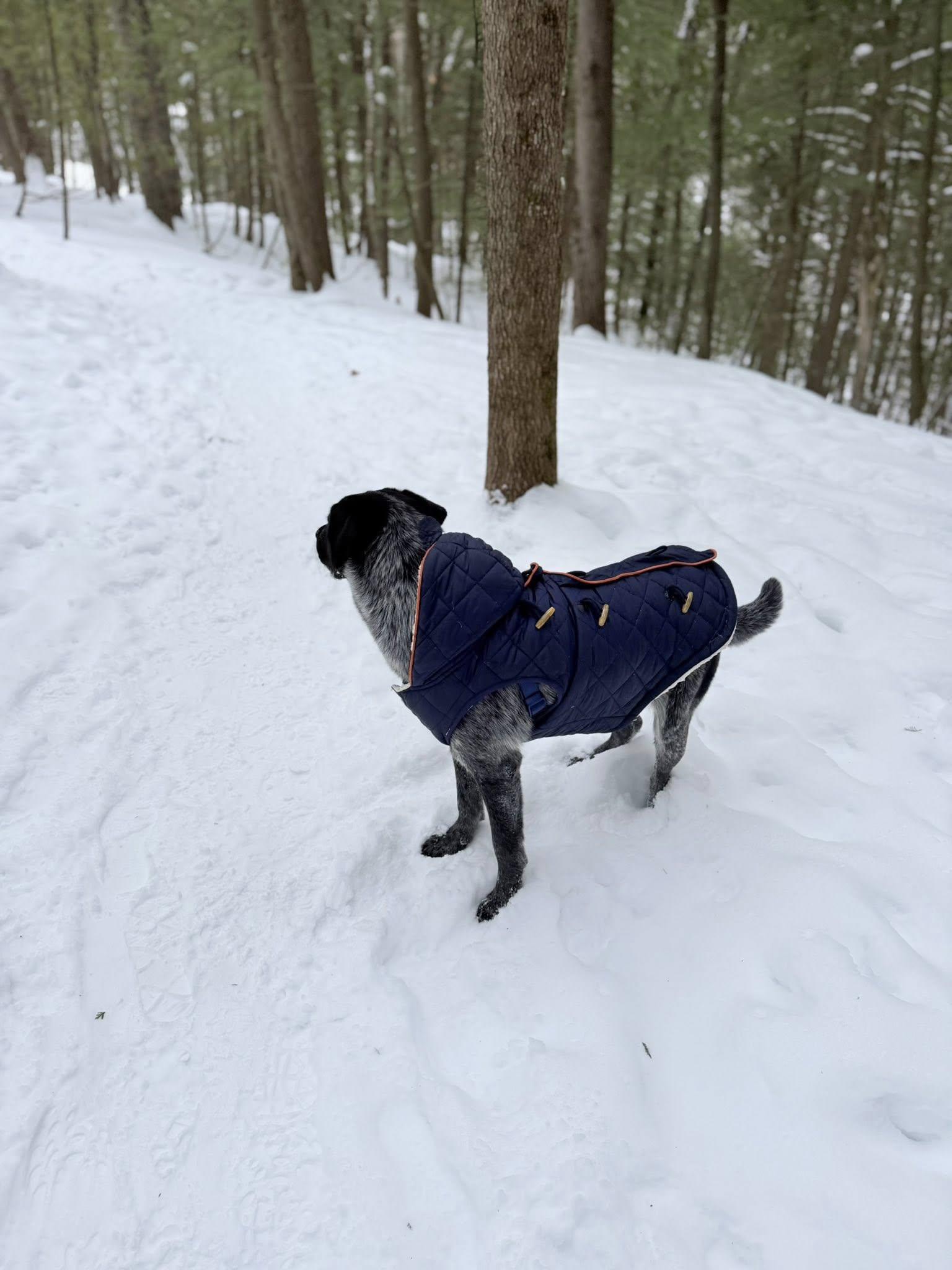 Enlarge Duke , a ADOPTABLE mixed breed in Woodstock, ON image 6/6
