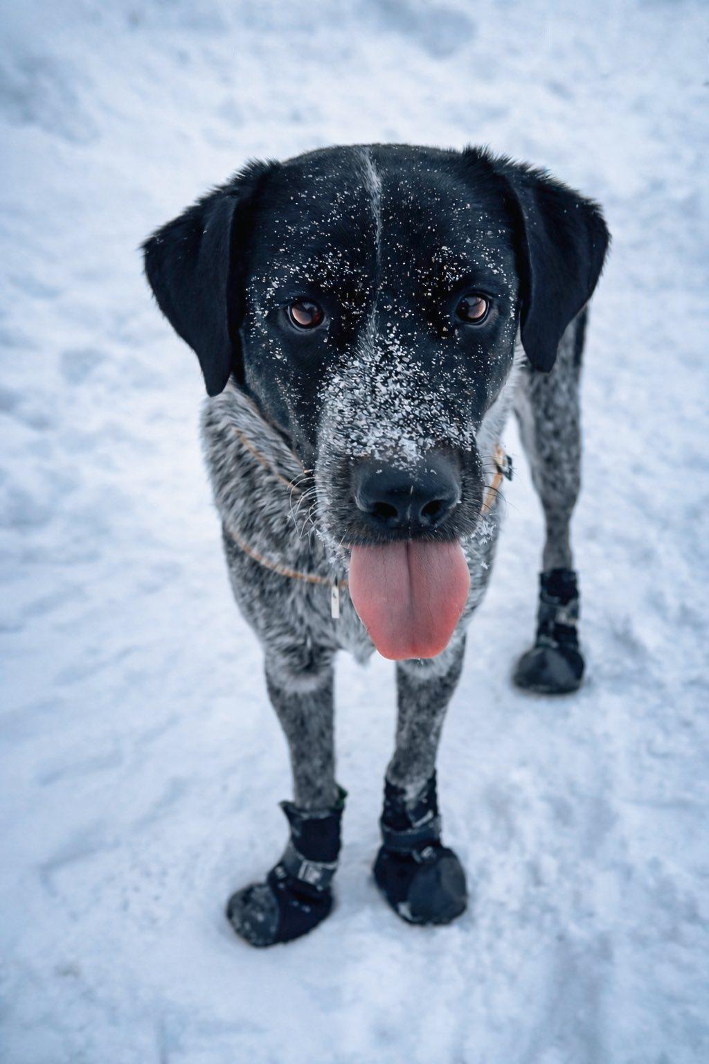 Enlarge Duke , a ADOPTABLE mixed breed in Woodstock, ON image 2/6